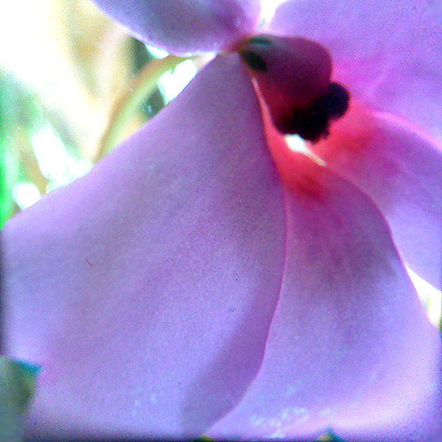 Orchidea through porthole