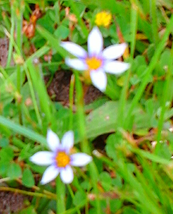 Two Purple Flowers