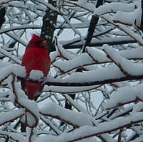 winter cardinal