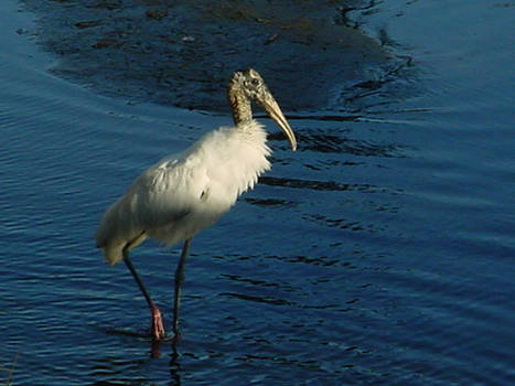 woodstork