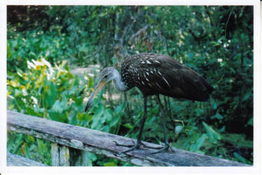 limpkin