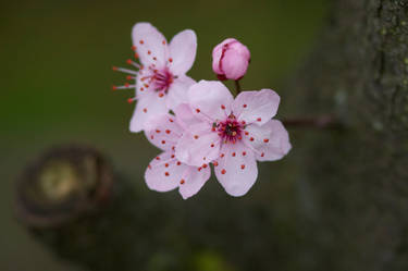 Plum Blossom II