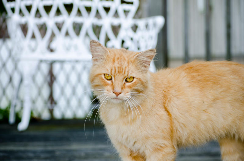 Lion Cat