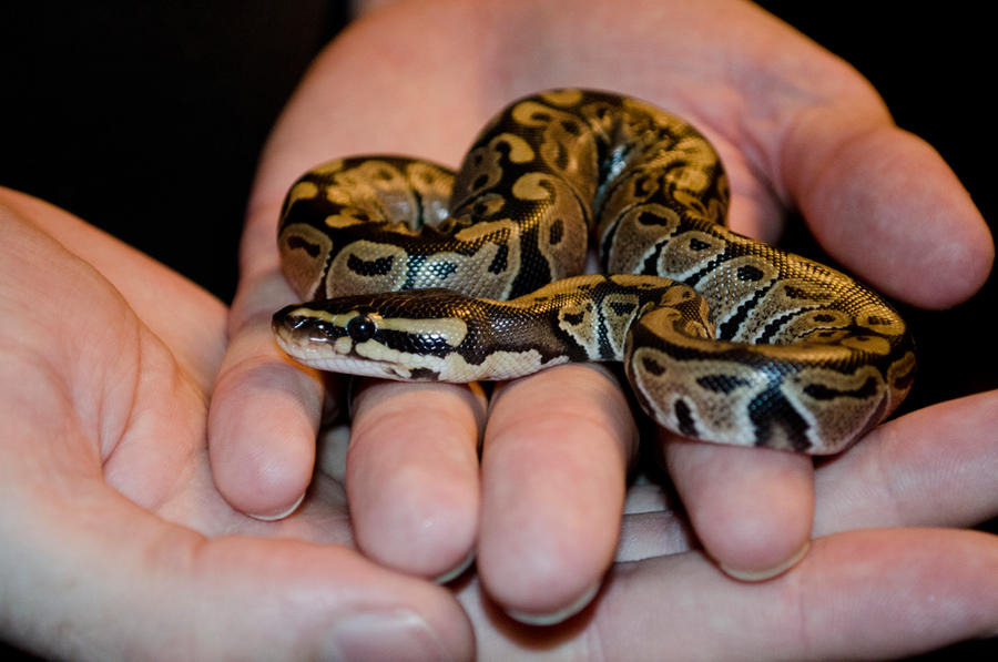 Baby Ball Python by Cinestress on DeviantArt