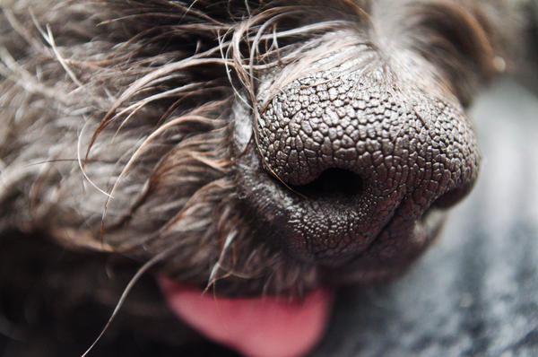 Schnoodle Nose