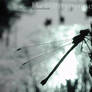 Dragonfly Wallpaper