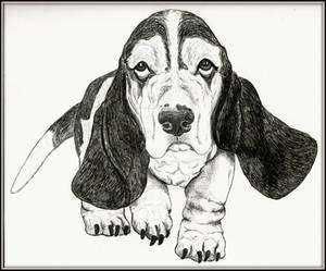 Basset Hound in Ink