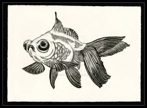 Fancy Goldfish in Ink