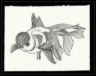 Bubble head goldfish in black ink