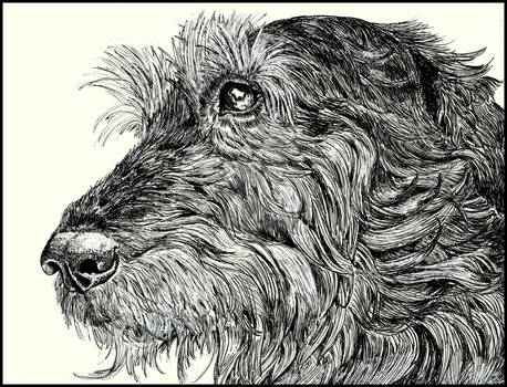 Irish Wolfhound in Ink