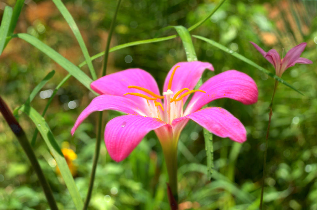 Rain Lilly by sapoguapo