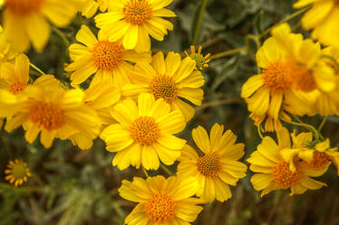 brittlebush