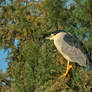 Black Crowned Heron chillen in a tree