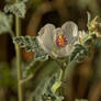 Desert Globemallow