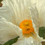 Matilija poppy