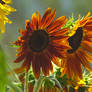 Brown Sunflower