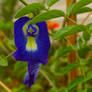 butterfly pea