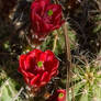 Claret Cup Flower