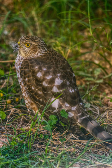 Sharp Shinned Hawk