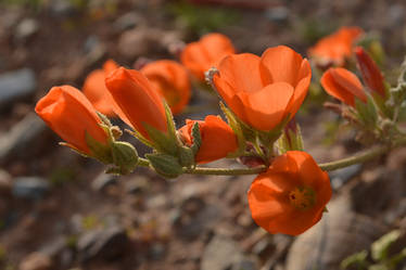 Globemallow