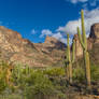 Saguaro forest