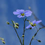 Flax and the Blue Sky