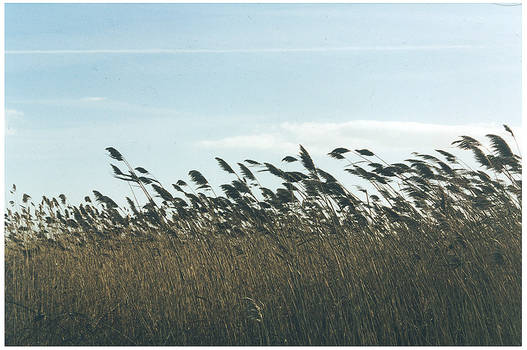 wind blown grass