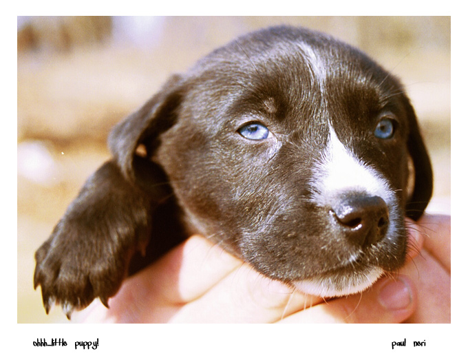 blue eyed puppy