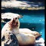 napping sea lion 3