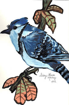 Bluejay