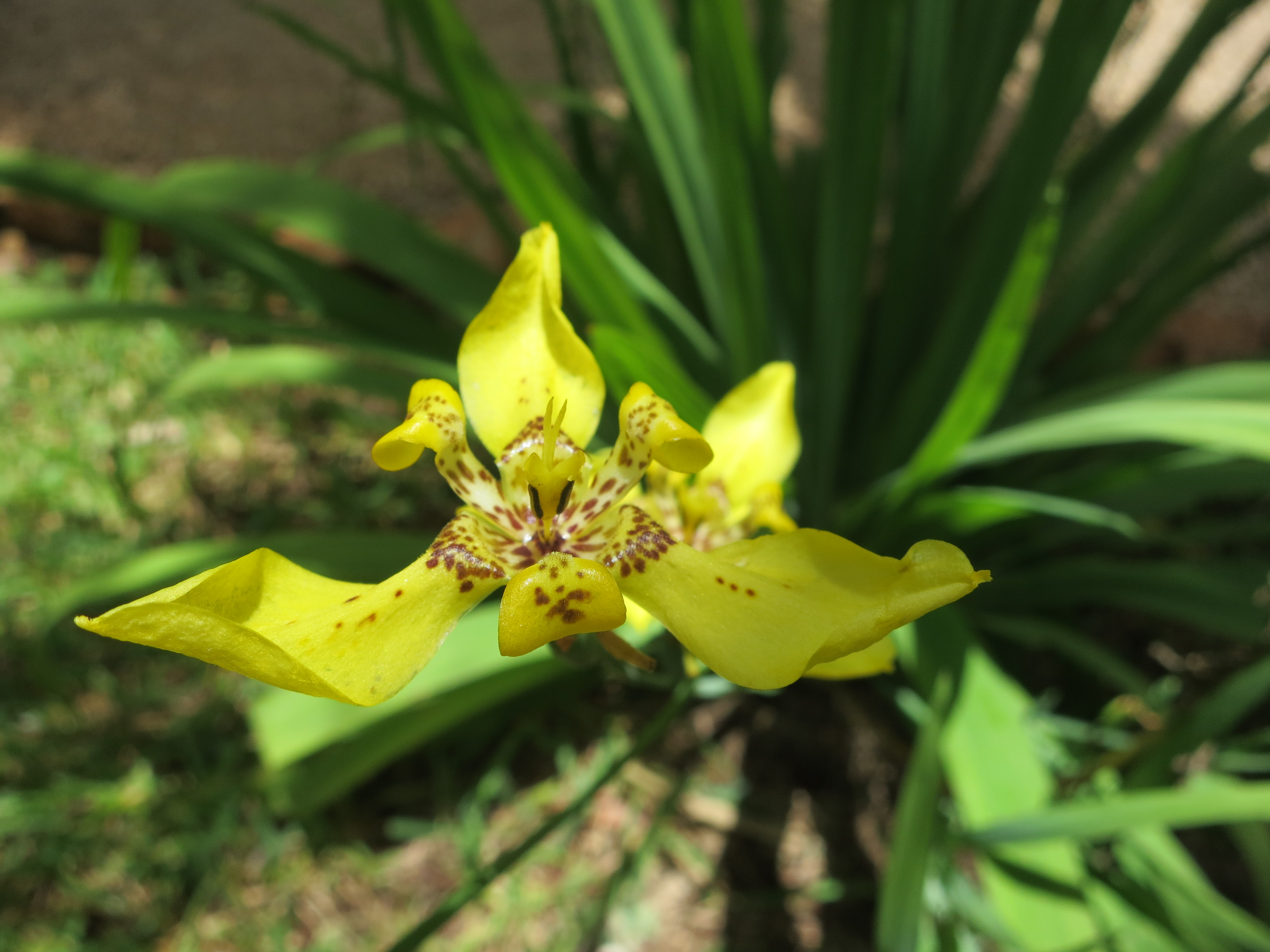 Hovering Yellow