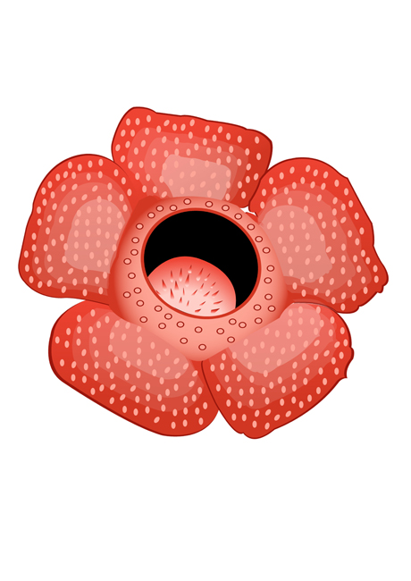 Rafflesia by nieal on DeviantArt Rafflesia by nieal on DeviantArt