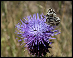 Artichokes Destiny