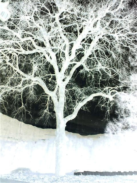 Negative Tree by CrayolaCreature on DeviantArt