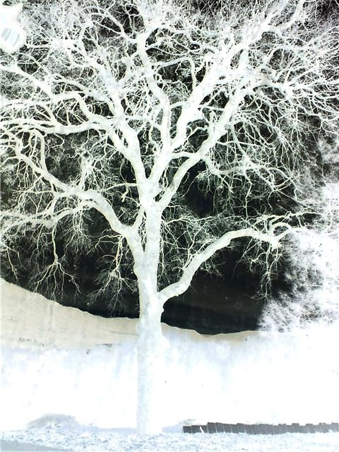 Negative Tree by CrayolaCreature on DeviantArt