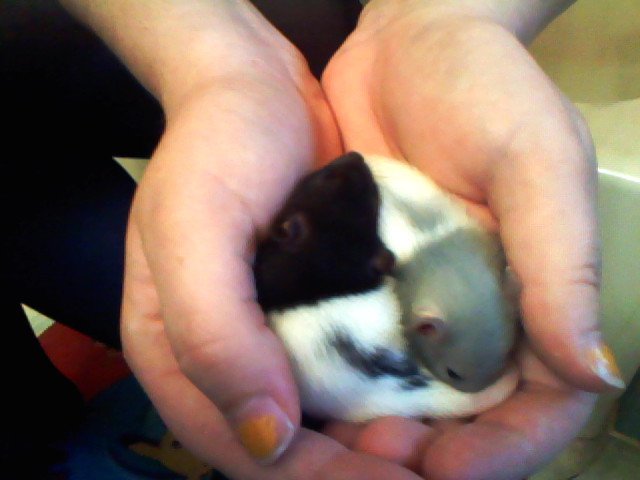 New rat babies C: