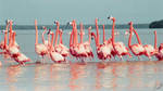 Flamingos 1 by arionquill