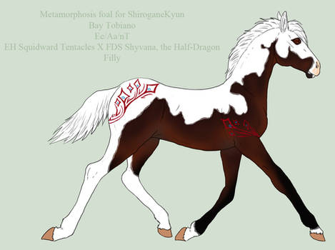 Filly - Thaddaeus X Shy