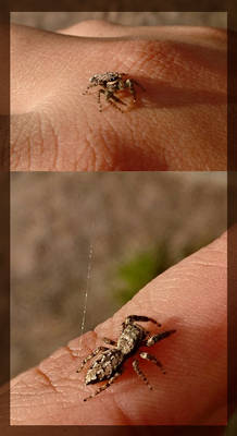 Jumping Spider