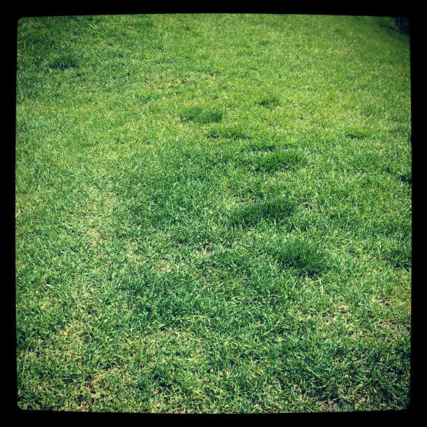 Simple Gras Simple Grass by FaireQueen on DeviantArt