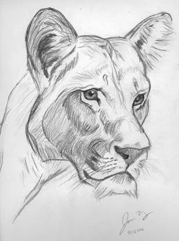 Lioness