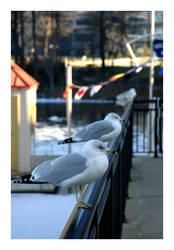 Seagulls II