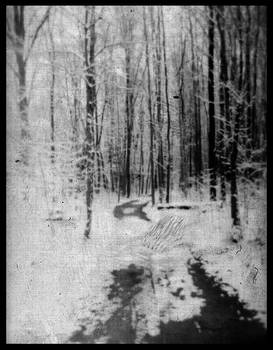 Walk in the Forest - HOLGA