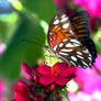 Butterfly Flower