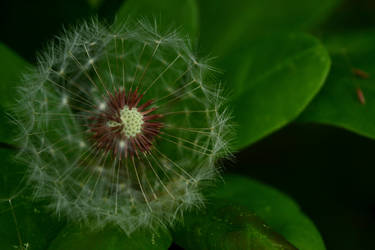 Dandelion