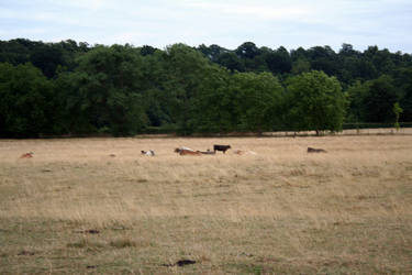 Richmond - animal in fields.