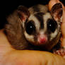 My Sugar Glider