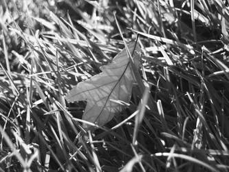 Grass Leaf