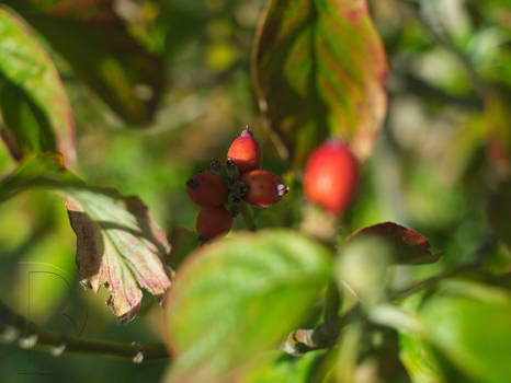 Berries