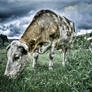 Cow in HDR